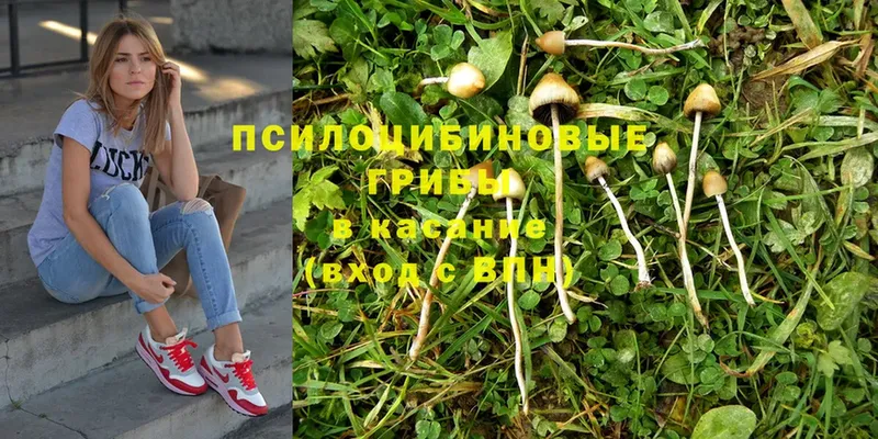 Галлюциногенные грибы Psilocybe  Мариинск 